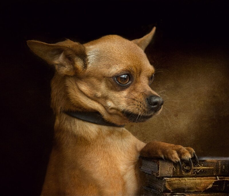 Chihuahua Dog — Brown, Dramatic, Photograph