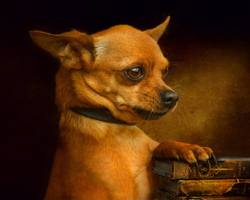 Chihuahua Dog — Brown, Dramatic