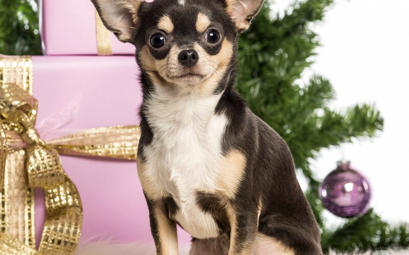 Chihuahua Dog — Brown, Festive