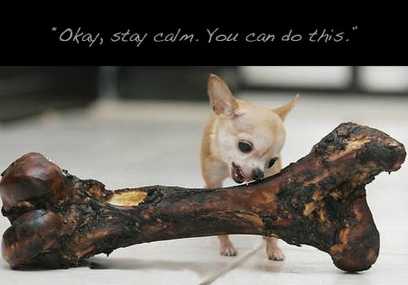 Chihuahua Dog — Brown, Humorous