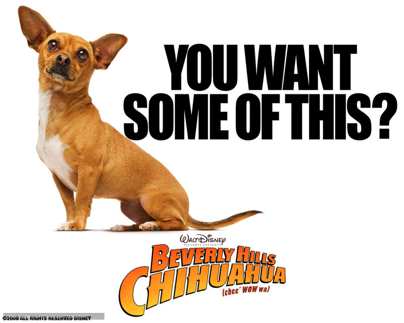 Chihuahua Dog — Brown, Playful