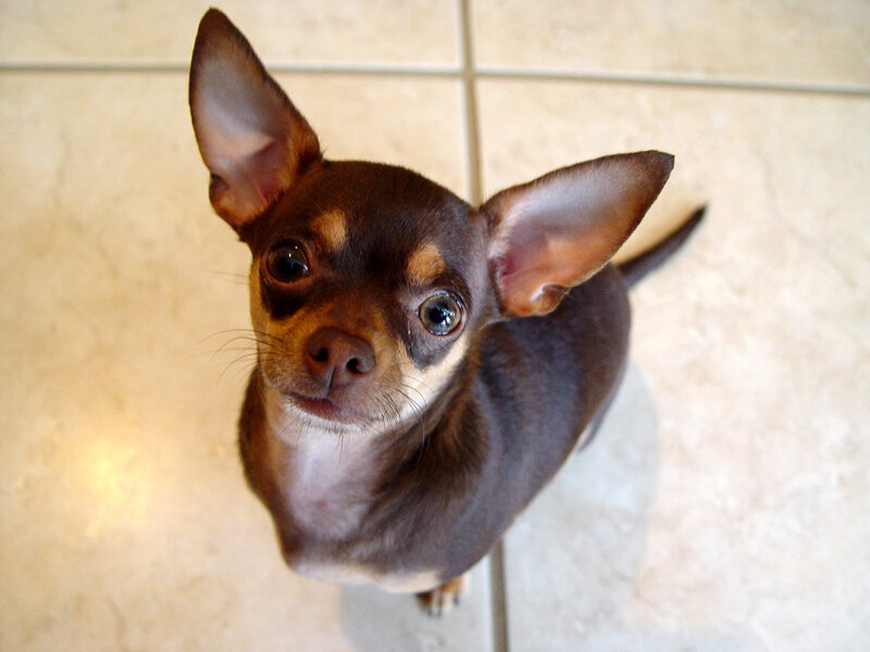 Chihuahua Dog — Brown