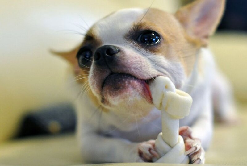 Chihuahua Dog Chewing