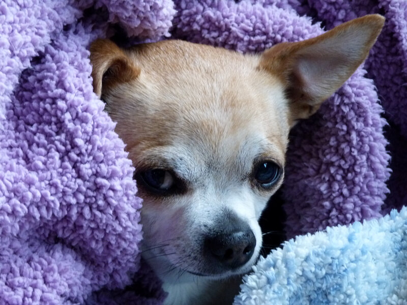 Chihuahua Dog in Blanket