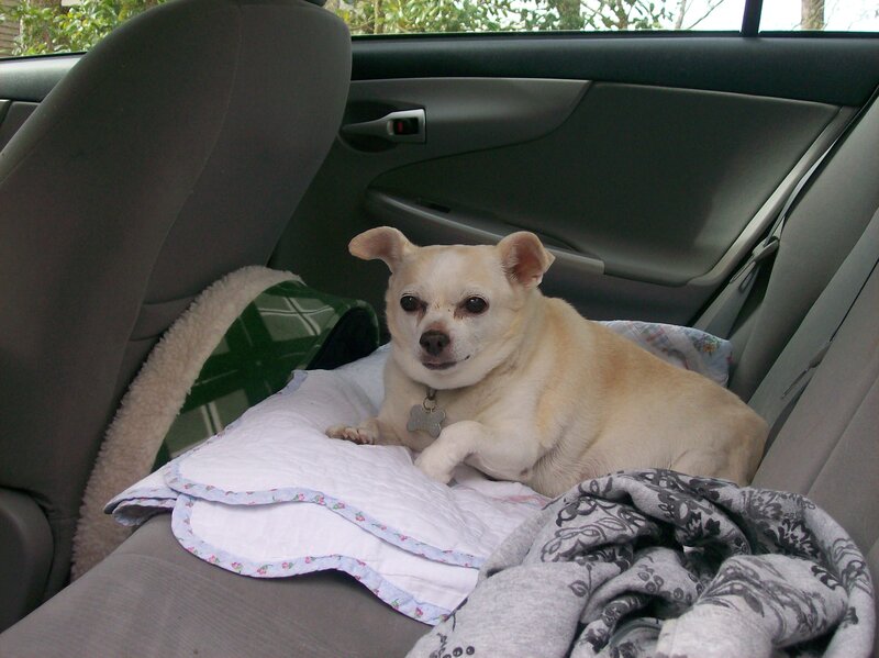 Chihuahua Dog in Car