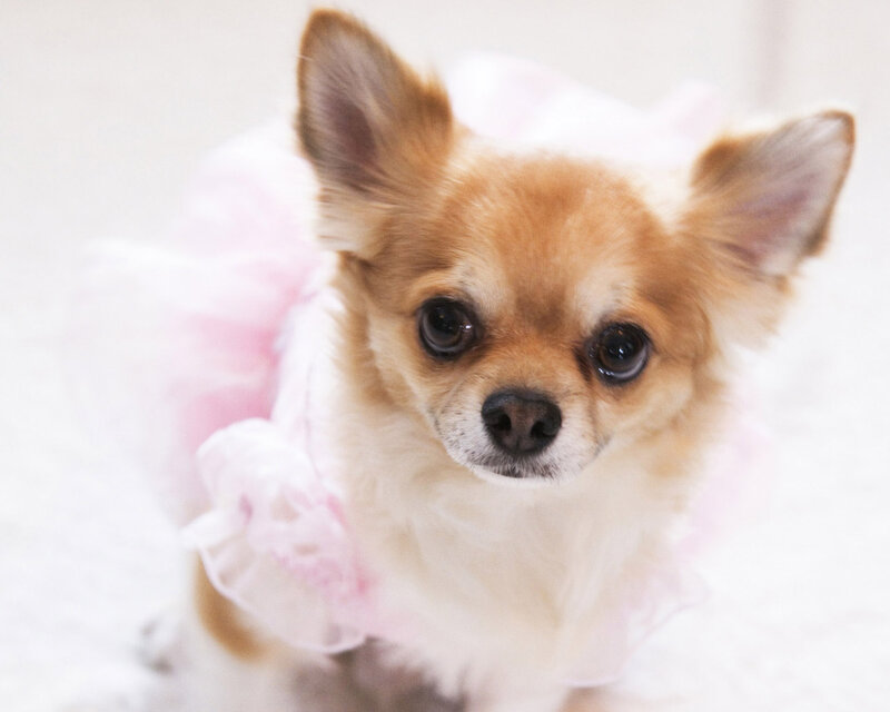 Chihuahua Dog in Dress