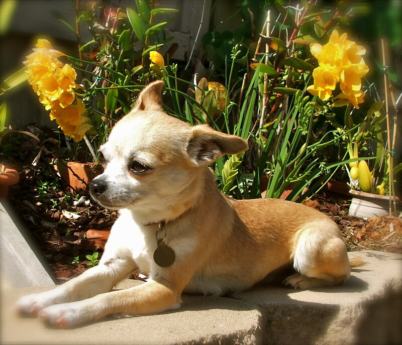 Chihuahua Dog in Garden