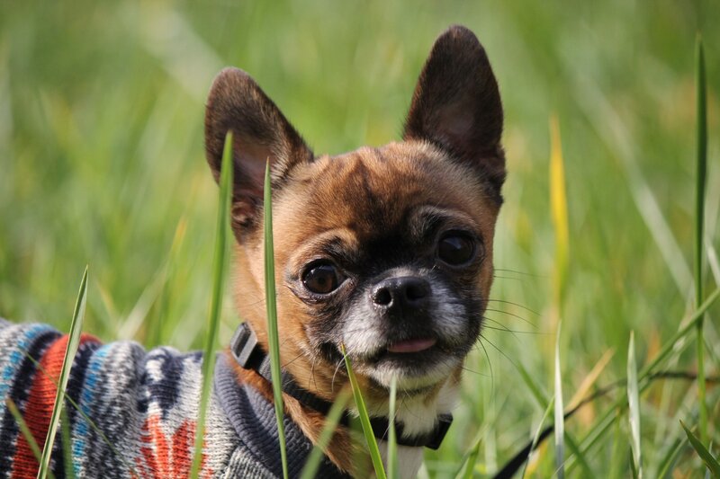 Chihuahua Dog in Grass — Green