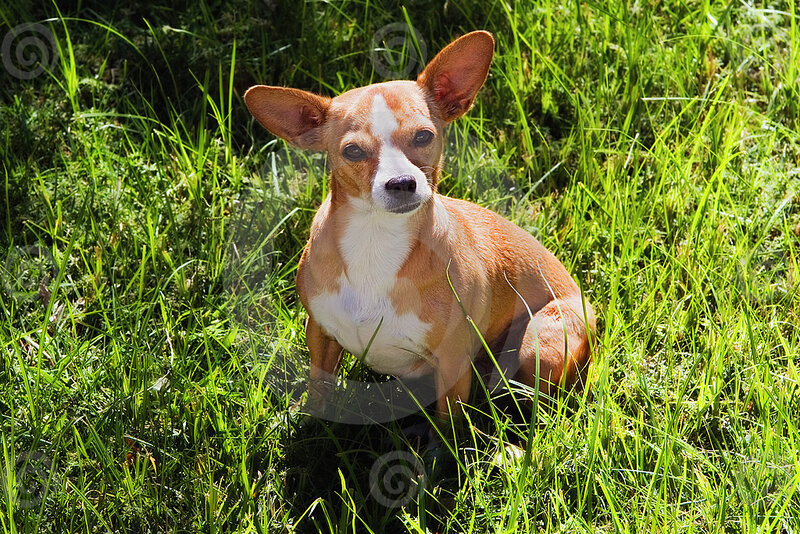 Chihuahua Dog in Grass