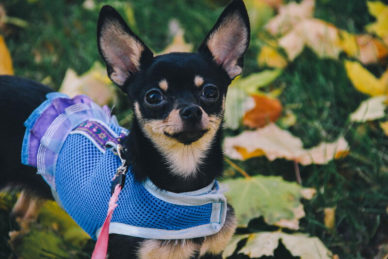 Chihuahua Dog in Harness