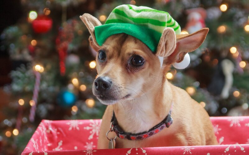 Chihuahua Dog in Hat