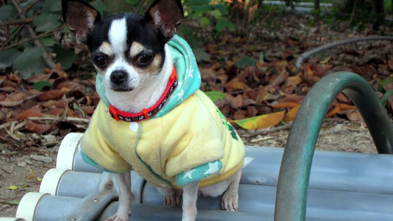 Chihuahua Dog in Hoodie