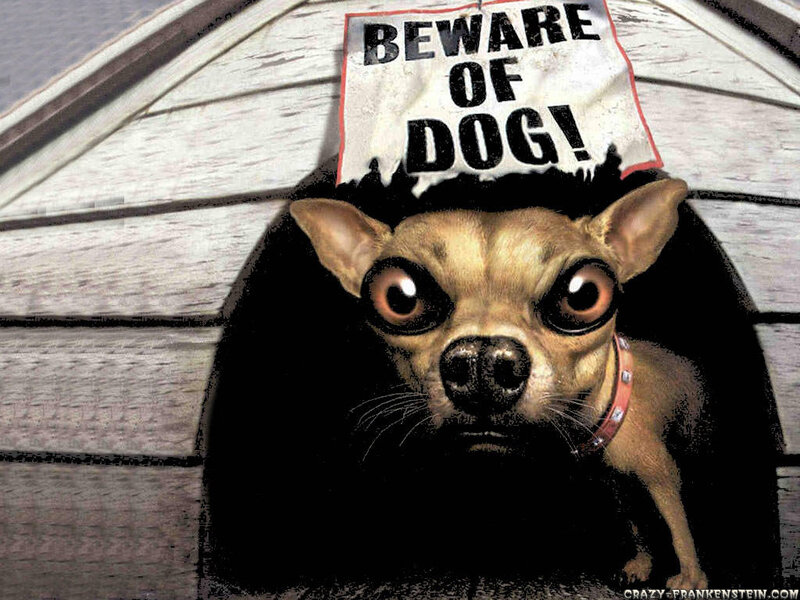 Chihuahua Dog in Kennel
