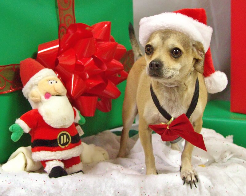Chihuahua Dog in Santa Hat