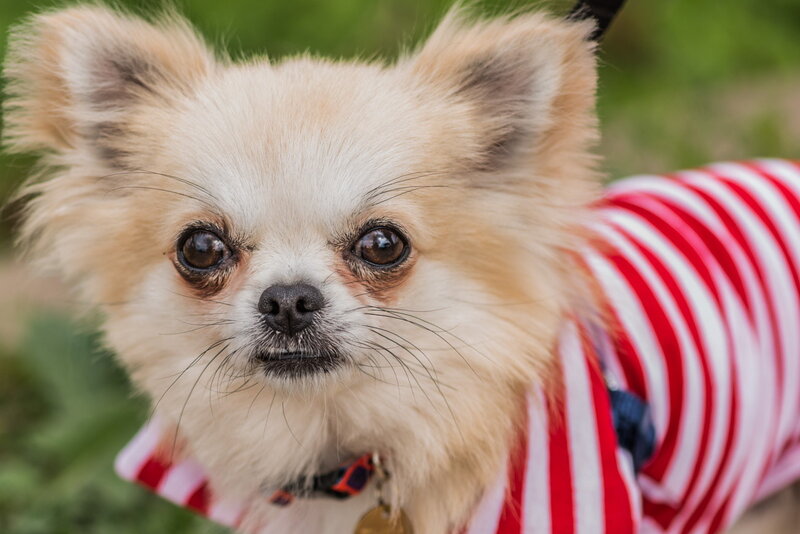 Chihuahua Dog in Striped Shirt