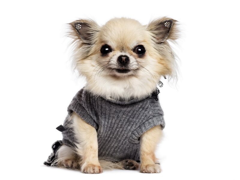 Chihuahua Dog in Sweater — Gray