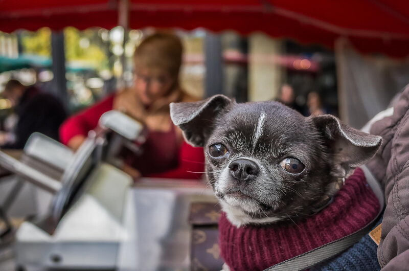 Chihuahua Dog in Sweater