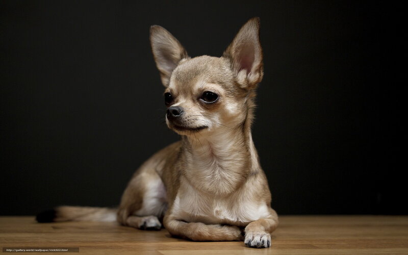 Chihuahua Dog Lying — Brown