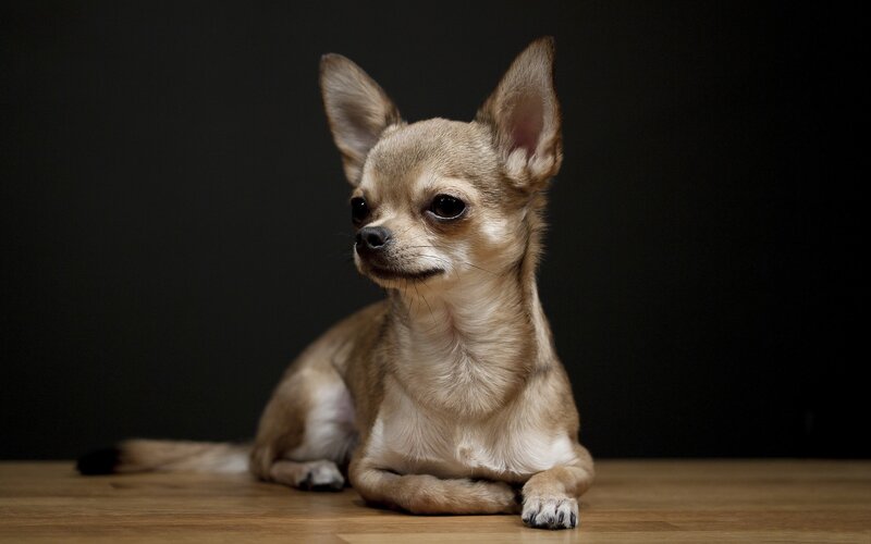 Chihuahua Dog Lying
