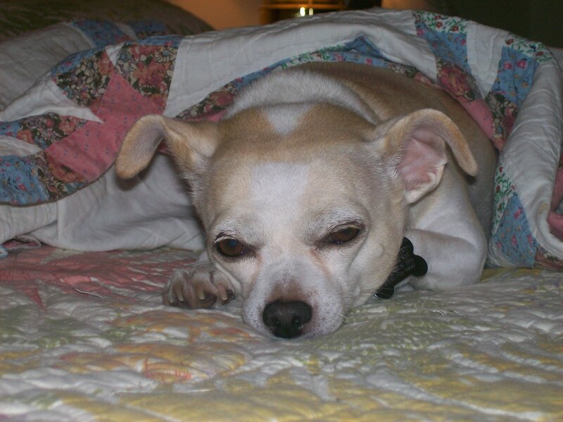 Chihuahua Dog on Bed