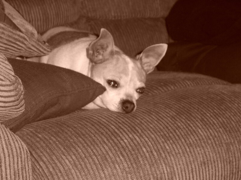 Chihuahua Dog on Couch — Brown