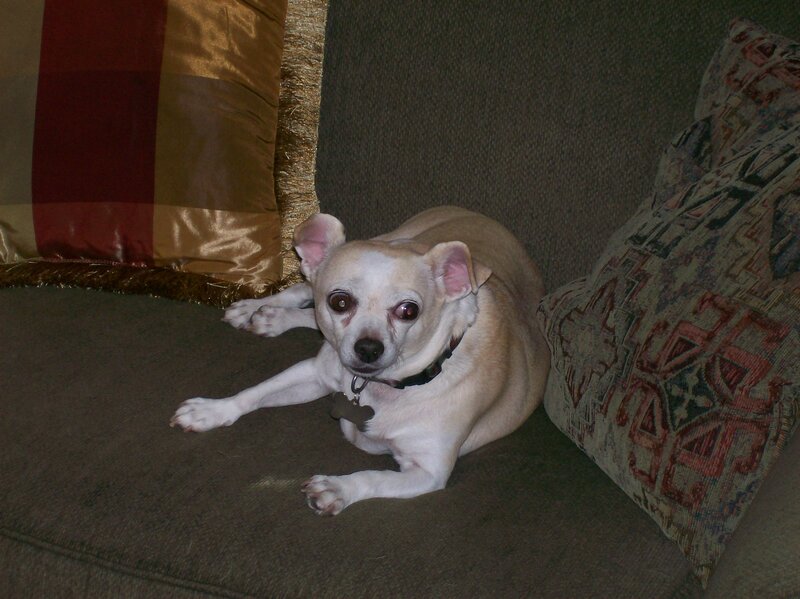 Chihuahua Dog on Couch