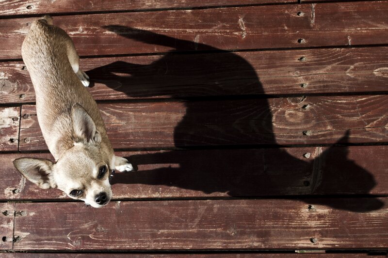 Chihuahua Dog on Deck