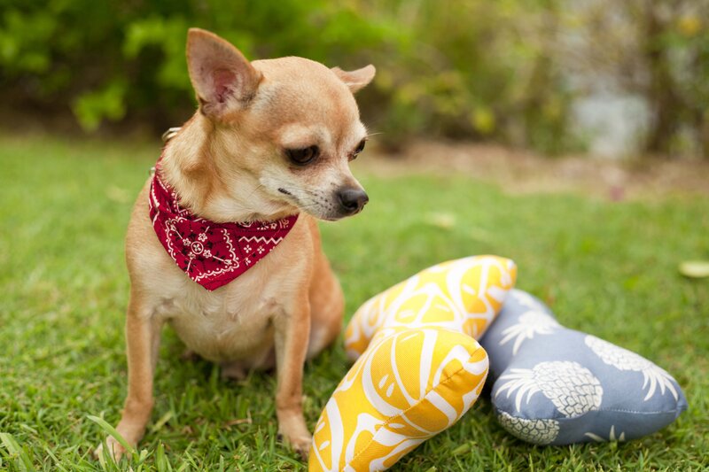 Chihuahua Dog on Grass