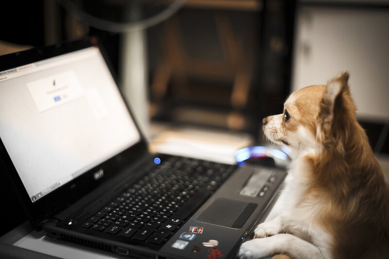 Chihuahua Dog on Laptop