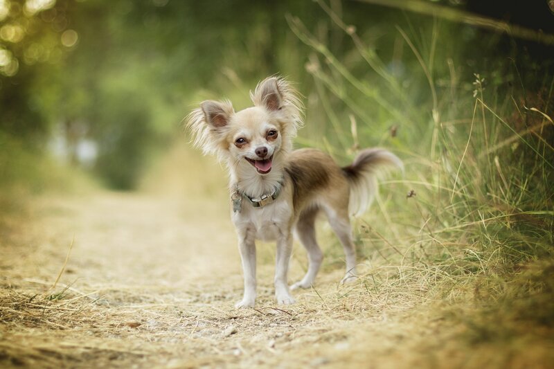 Chihuahua Dog on Path