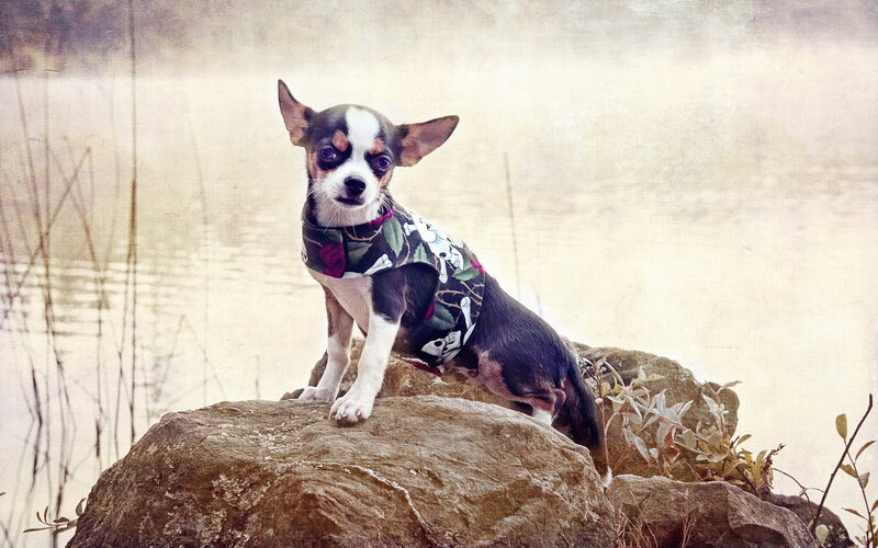 Chihuahua Dog on Rock