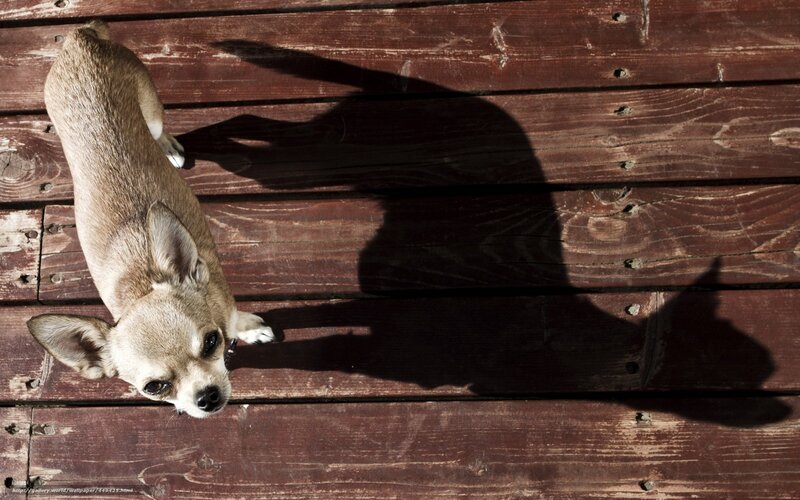 Chihuahua Dog on Wood