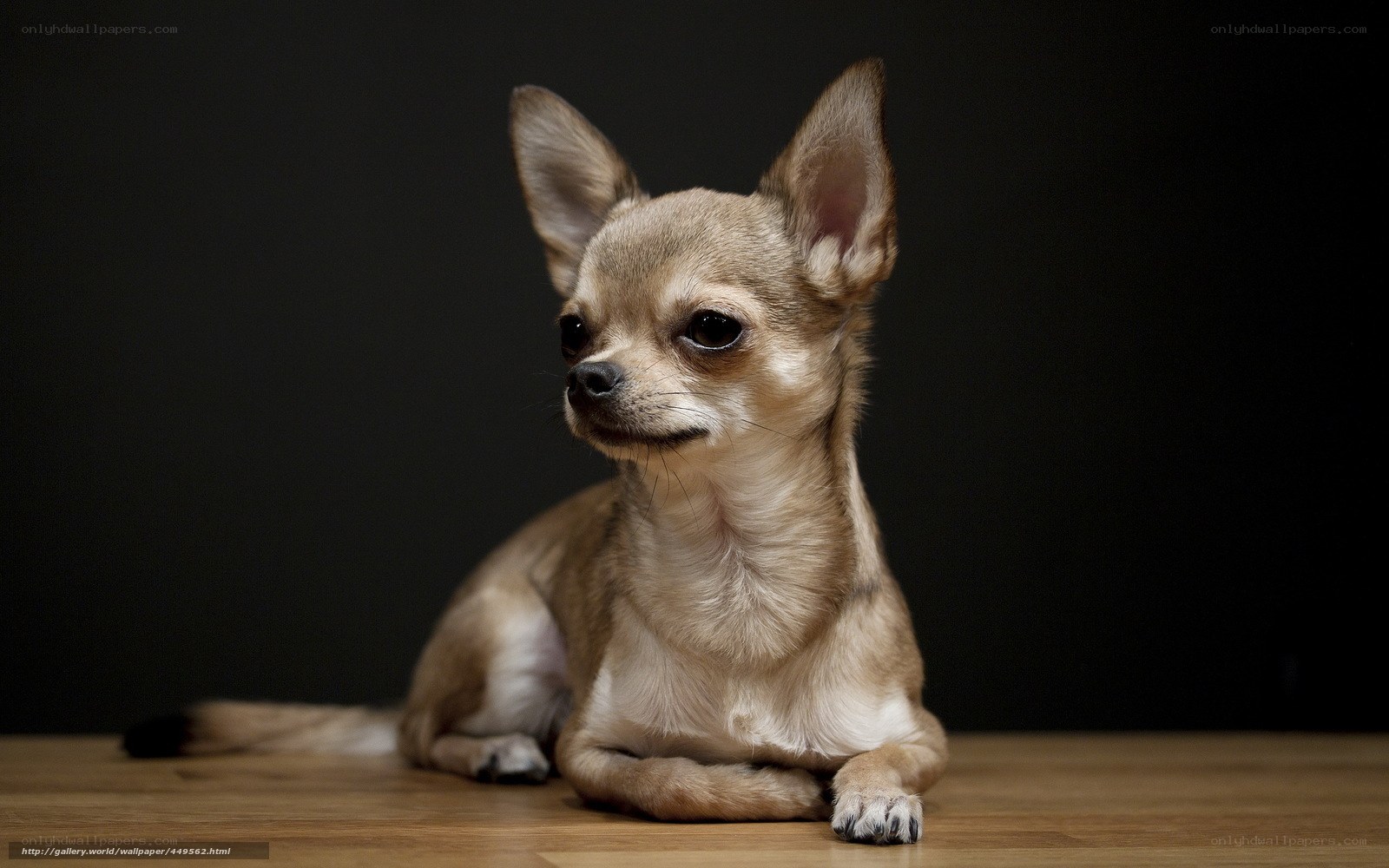 chihuahua dog on wooden floor