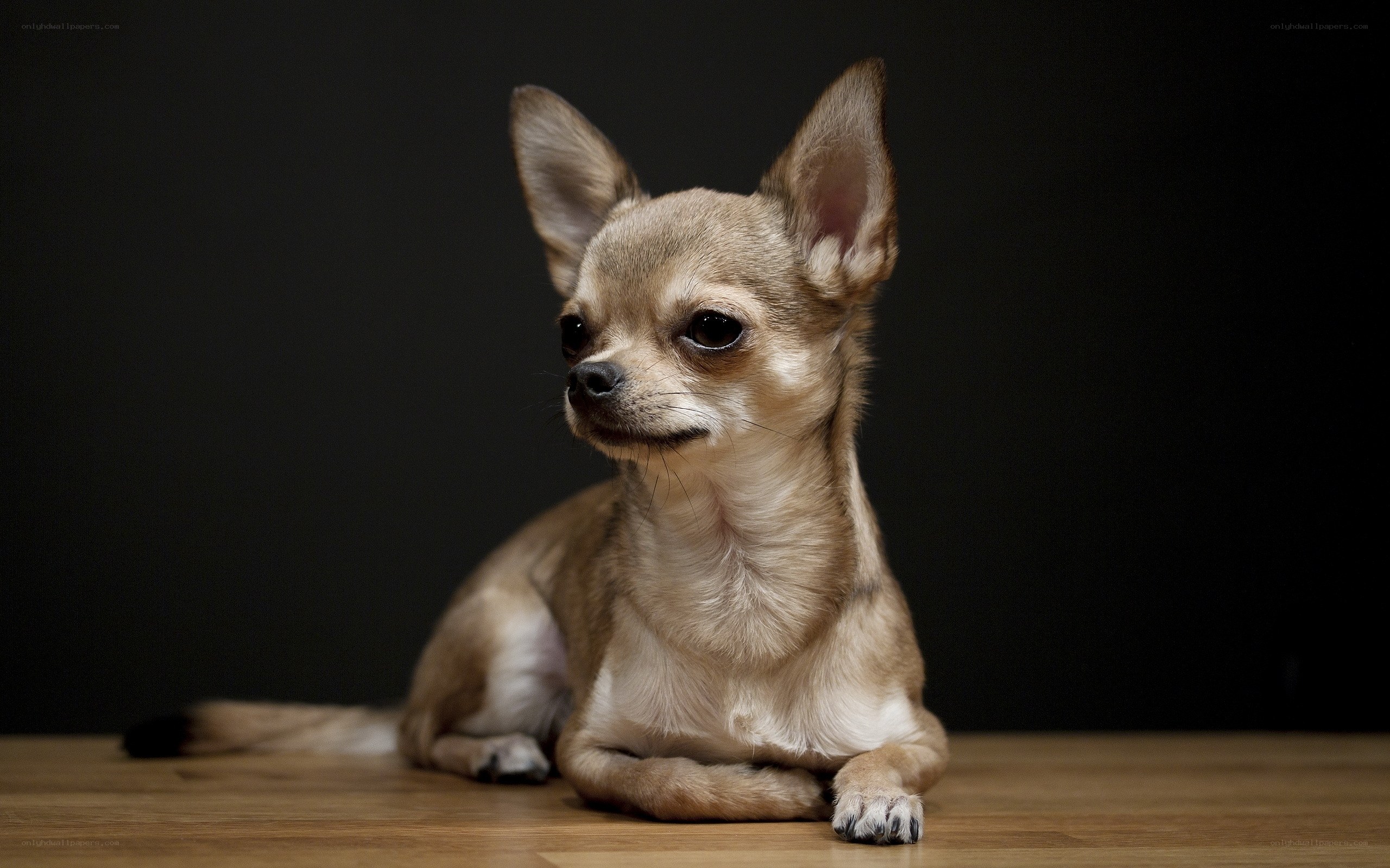 Chihuahua dog on wooden floor