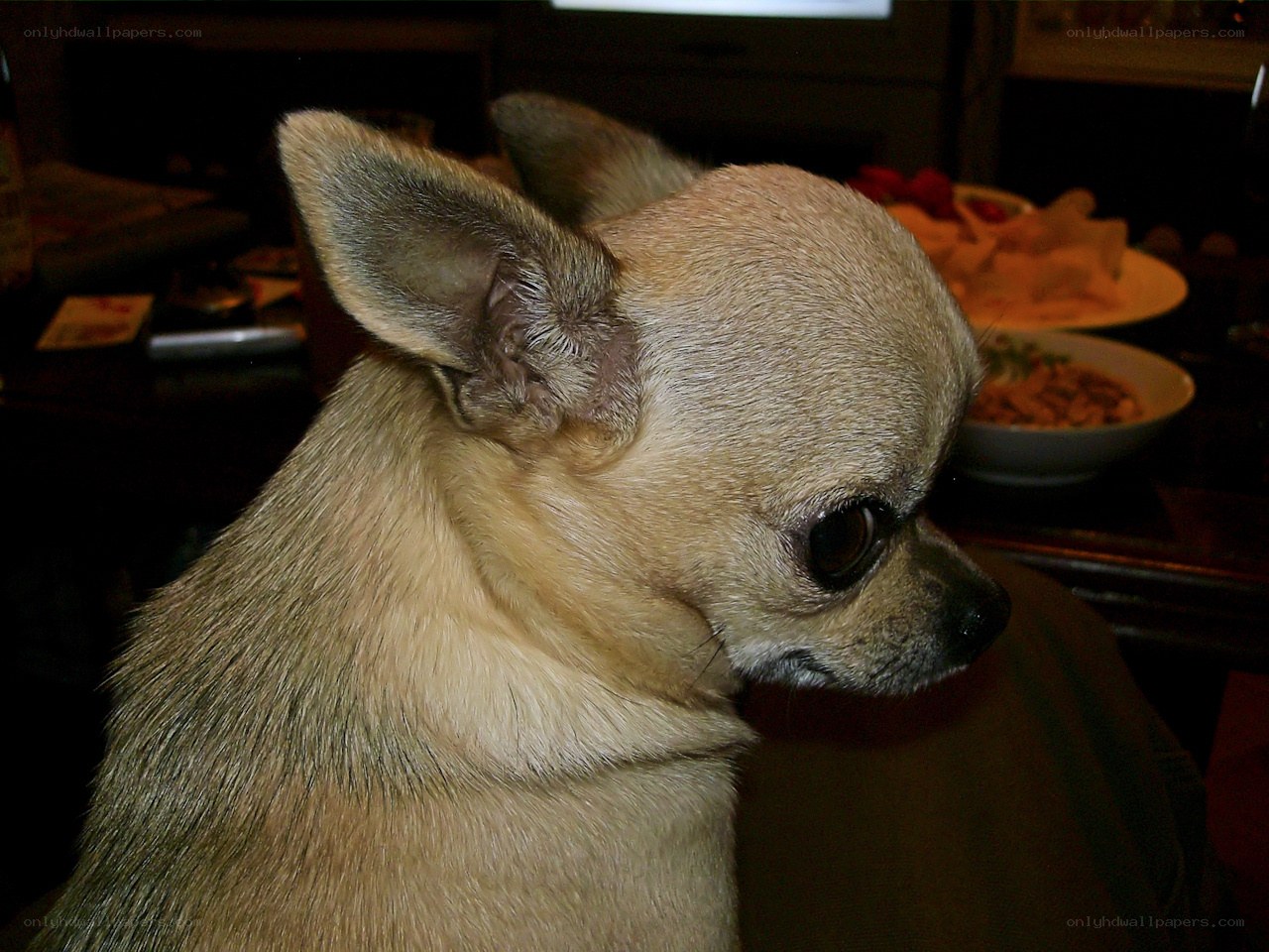chihuahua dog portrait
