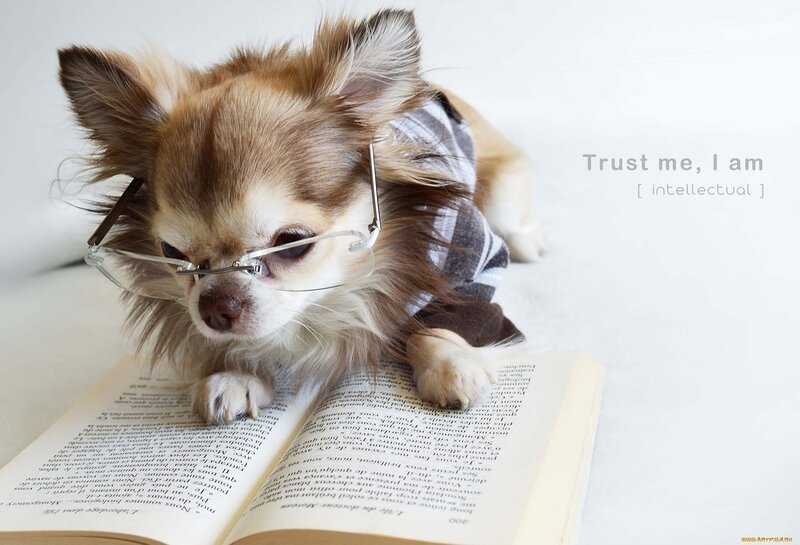 Chihuahua Dog Reading — White