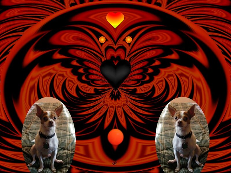 Chihuahua Dog — Red