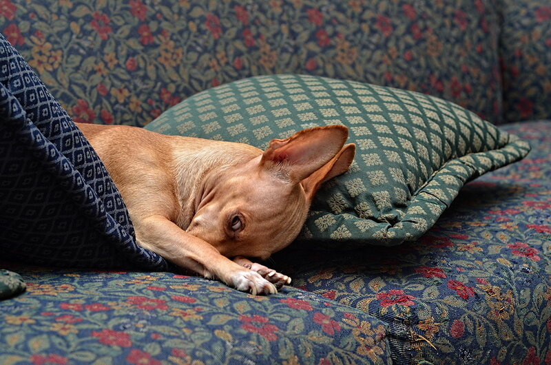 Chihuahua Dog Resting