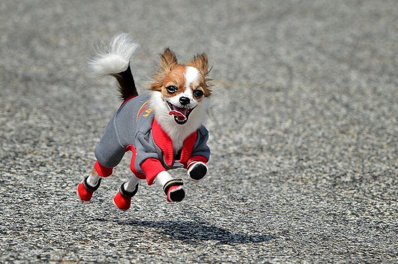 Chihuahua Dog Running — Gray