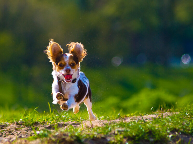 Chihuahua Dog Running