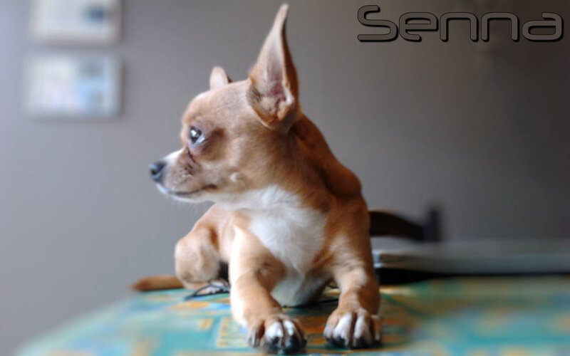 Chihuahua Dog Sitting — Brown