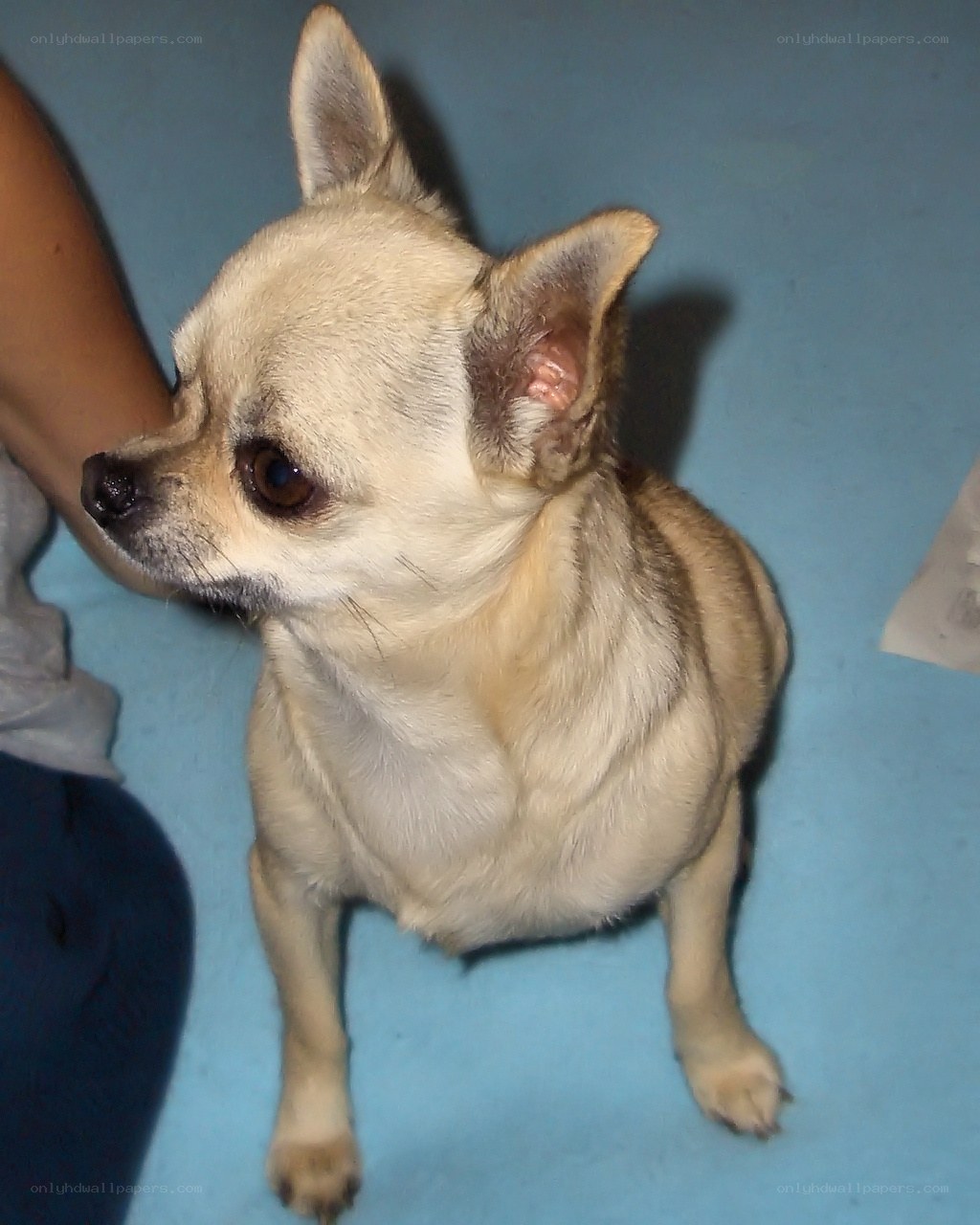 chihuahua dog sitting