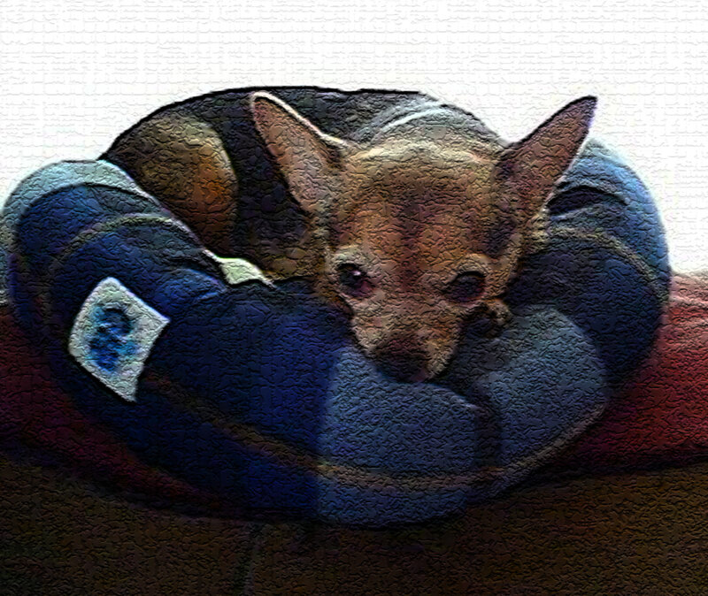 Chihuahua Dog Sleeping — Blue