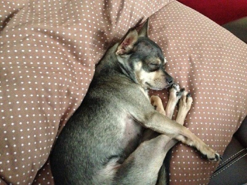 Chihuahua Dog Sleeping — Brown, Peaceful