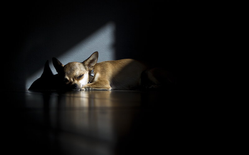 Chihuahua Dog Sleeping — Brown