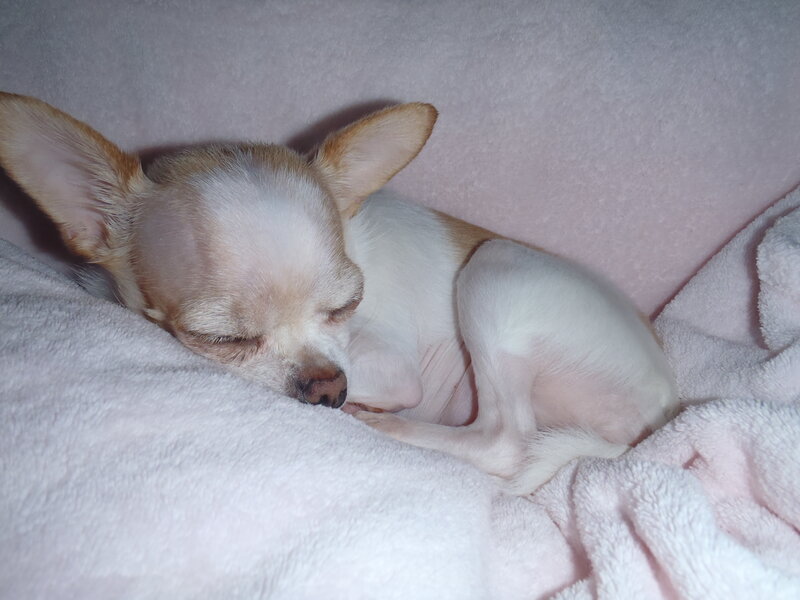 Chihuahua Dog Sleeping