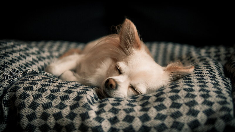 Chihuahua Dog Sleeping — White