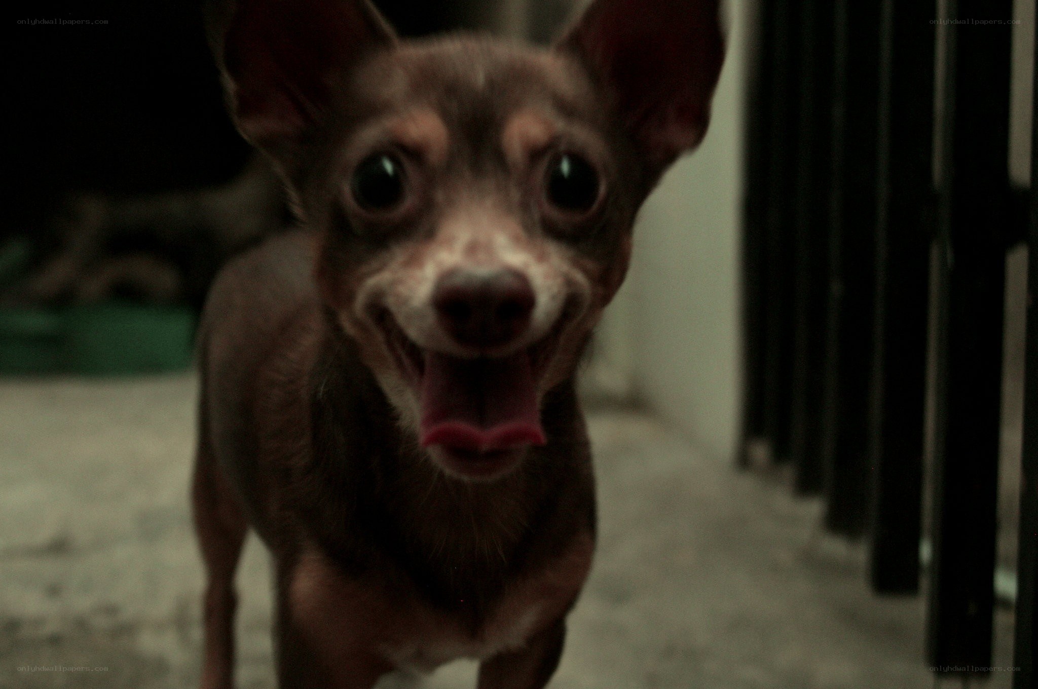 chihuahua dog smiling