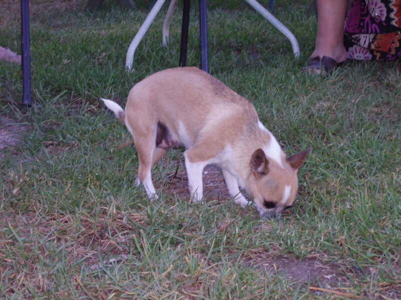 Chihuahua Dog Sniffing Grass