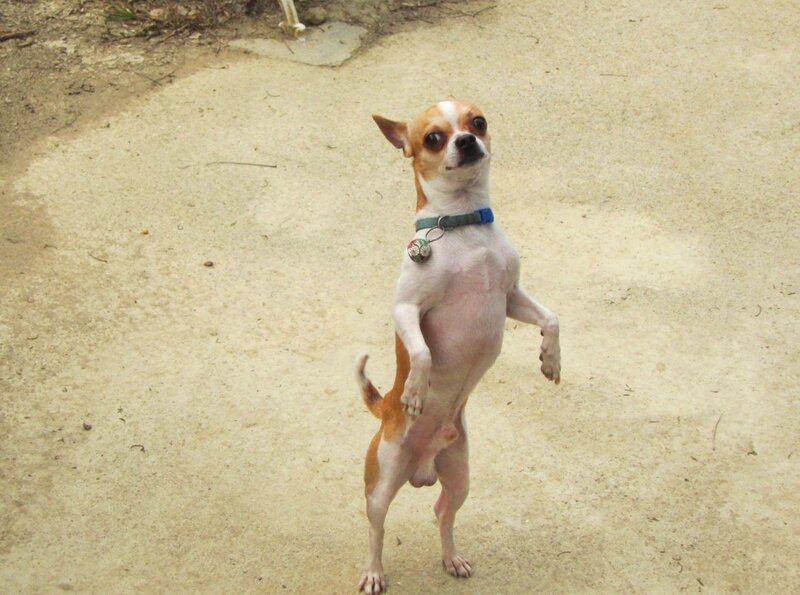 Chihuahua Dog Standing